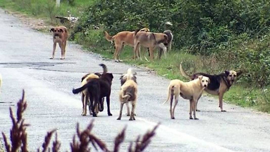 İşte 10 soruda başıboş köpek düzenlemesi! Ötanazi uygulanacak mı? 7